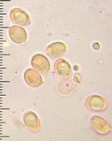 Cantharellus formosus image