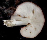 Leucopaxillus gracillimus image