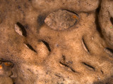 Lasallia papulosa image