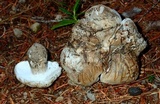 Boletopsis grisea image