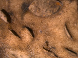Lasallia papulosa image