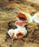 Merulius tremellosus image