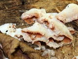 Merulius tremellosus image
