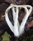 Blumenavia rhacodes image