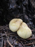 Cantharocybe gruberi image