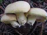 Cantharocybe gruberi image