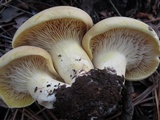 Cantharocybe gruberi image