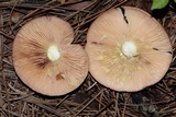 Lactarius vinaceorufescens image