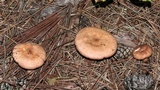 Lactarius vinaceorufescens image