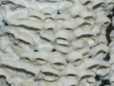 Irpex lacteus image