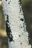 Irpex lacteus image