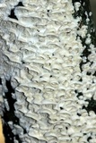 Irpex lacteus image