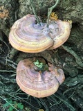 Ganoderma curtisii image