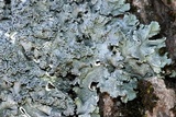 Punctelia bolliana image