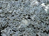 Punctelia bolliana image