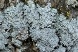 Punctelia bolliana image