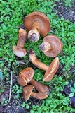 Gyroporus subalbellus image