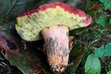 Boletus patrioticus image