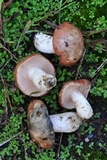 Suillus weaverae image