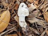 Coprinopsis picacea image