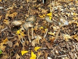 Coprinopsis picacea image