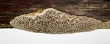 Coriolopsis gallica image