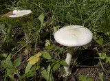 Amanita vaginata var. alba image