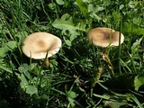 Melanoleuca exscissa var. exscissa image