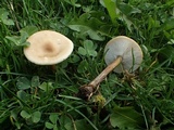 Melanoleuca exscissa var. exscissa image