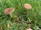 Melanoleuca exscissa var. exscissa image