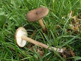 Melanoleuca exscissa var. exscissa image