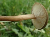 Melanoleuca exscissa var. exscissa image