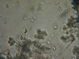 Melanoleuca exscissa var. exscissa image