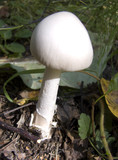 Amanita vaginata var. alba image