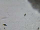 Phlebia acerina image