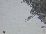 Phlebia acerina image