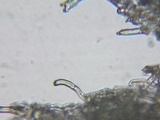 Phlebia acerina image