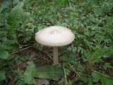 Amanita vaginata var. alba image