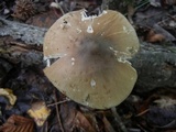Amanita sect. Vaginatae image