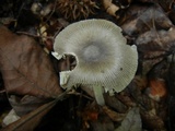 Amanita sect. Vaginatae image