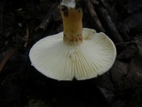 Lactifluus hygrophoroides image