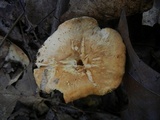Hydnum mulsicolor image