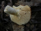 Hydnum mulsicolor image