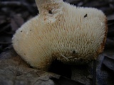 Hydnum mulsicolor image