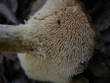 Hydnum mulsicolor image