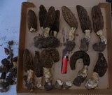Morchella importuna image