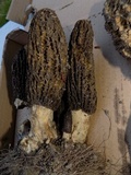 Morchella importuna image