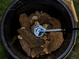 Morchella importuna image