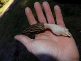 Morchella importuna image