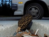 Morchella importuna image